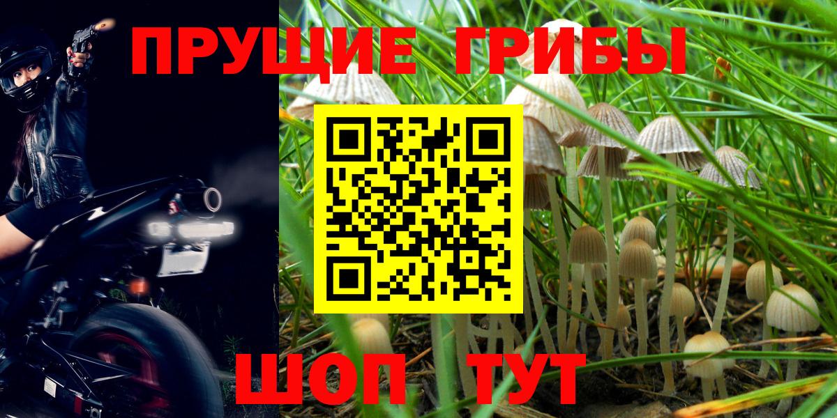Псилоцибиновые грибы Psilocybine cubensis Верхний Уфалей